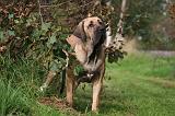 FILA BRASILEIRO 019